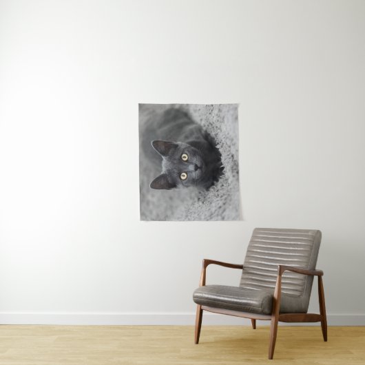 Tenture Animaux de bébés cutest | Chat gris (En situation)