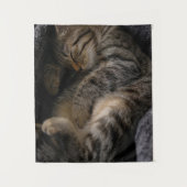 Tenture Animaux de bébés cutest | Chat Tabby Dormant (Devant)