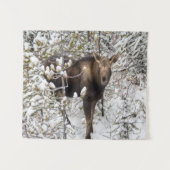 Tenture Animaux de bébés cutest | Moose Calf (Devant (Horizontal))