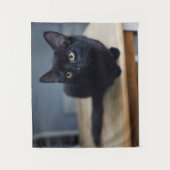 Tenture Animaux de bébés cutest | Portrait d'un chat noir (Devant)