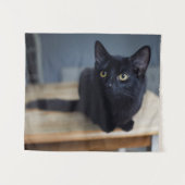 Tenture Animaux de bébés cutest | Portrait d'un chat noir (Devant (Horizontal))