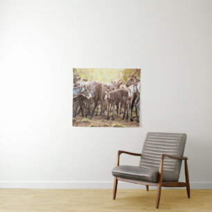 Tenture Animaux de bébés cutest Svalbard Reindeer