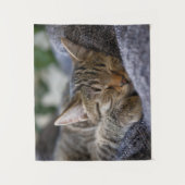 Tenture Animaux de bébés cutest | Tabby Kitten Sommeil (Devant)