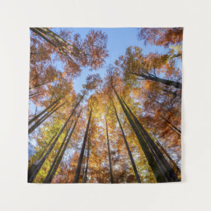 Tenture Arbres d'automne ensoleillés