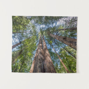 Tenture Arbres de séquoia Comté de Marin, Californie
