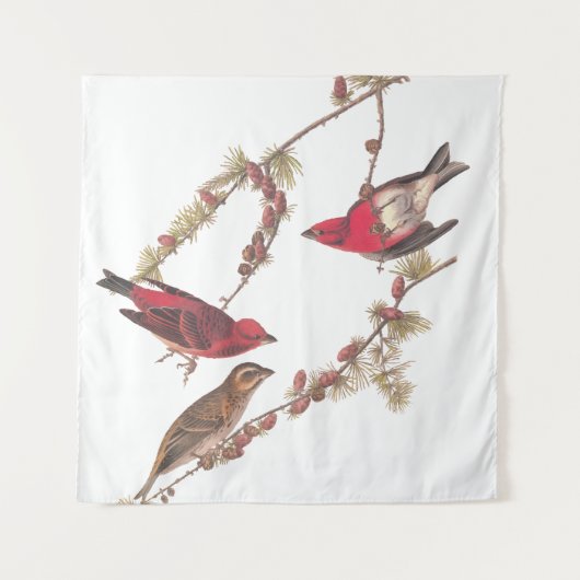 Tenture Audubon's Purple Finch Trois oiseaux rouges en hiv (Devant)