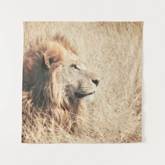 TENTURE BEAU LION (Devant)