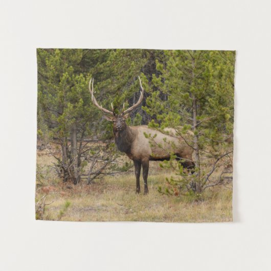 Tenture Bull Elk | Au parc national de Yellowstone (Devant (Horizontal))