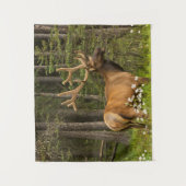 Tenture Bull Elk en Velvet, Canada (Devant)