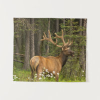 Bull Elk en Velvet, Canada