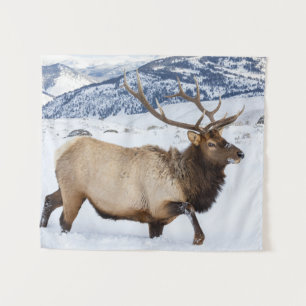 Tenture Bull Elk   Wyoming
