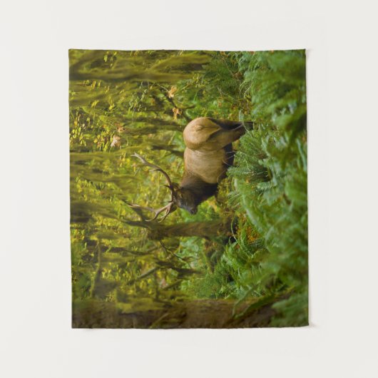 Tenture Bull Roosevelt Elk (Devant)