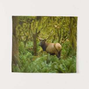 Tenture Bull Roosevelt Elk