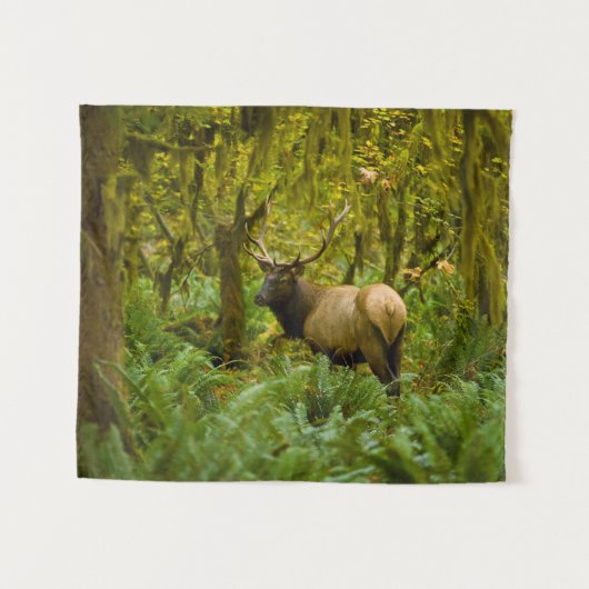 Tenture Bull Roosevelt Elk (Devant (Horizontal))