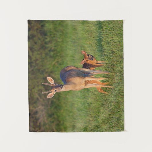 Tenture Cerf à queue blanche | Habitat Grassy (Devant)