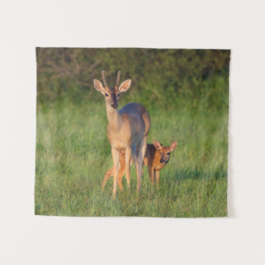 Tenture Cerf à queue blanche | Habitat Grassy (Devant (Horizontal))