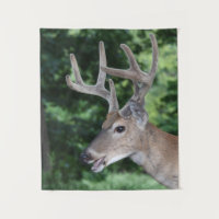 Cerfs communs de queue blanche en velours