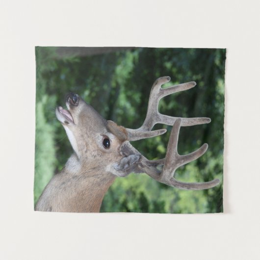 Tenture Cerfs communs de queue blanche en velours (Devant (Horizontal))