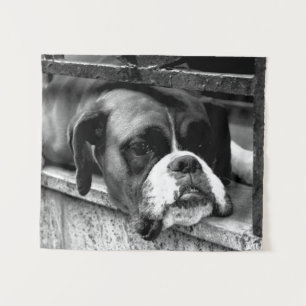 Tenture Chien de boîte sur le rebord de fenêtre wtcnm