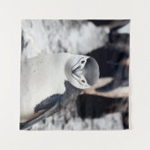 TENTURE CHINSTRAP PENGUIN (Devant (Horizontal))