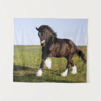 Clydesdale Horse