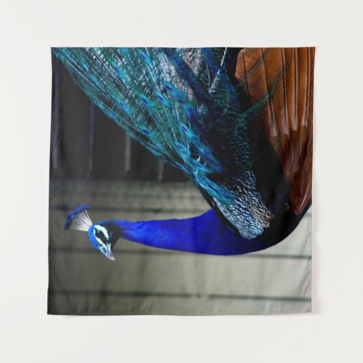 Tenture Cobalt Blue Peacock (Devant)