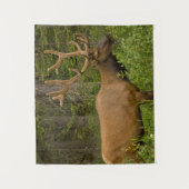 Tenture Elk mâle | Parc national Banff, Alberta, Canada (Devant)