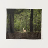 Tenture Forests | A White Tailed Deer in the Woods (Devant (Horizontal))