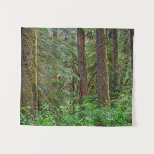 Tenture Forêt nationale de Willamette | Oregon (Devant (Horizontal))