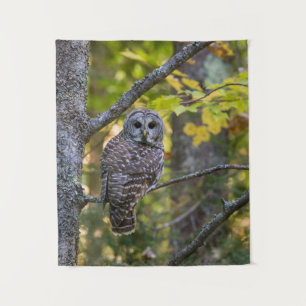 Tenture Hibou moyen-duc en automne Comté d'Alger, MI