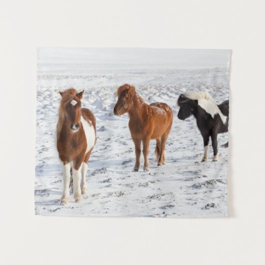 Tenture Icelandic Horse with Typical Winter Coat (Devant (Horizontal))