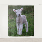 Tenture Lamb Bébé Mouton ferme animal (Devant)