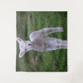 Tenture Lamb Bébé Mouton ferme animal (Devant)