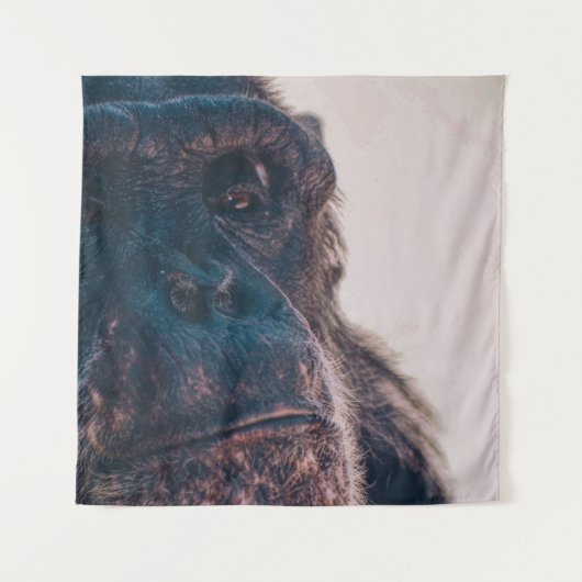 TENTURE LE PLUS ANCIEN CHIMPANZÉ (Devant)