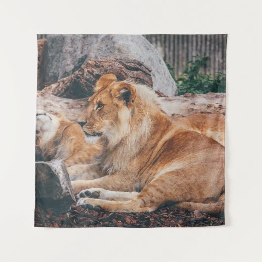 TENTURE LION ET LIONESS MENANT SUR LA SURFACE BROWN (Devant)
