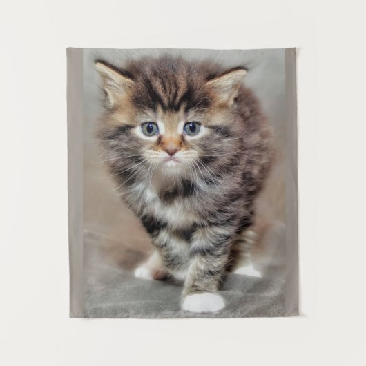 Tenture Maine Coon Kitten (Devant)