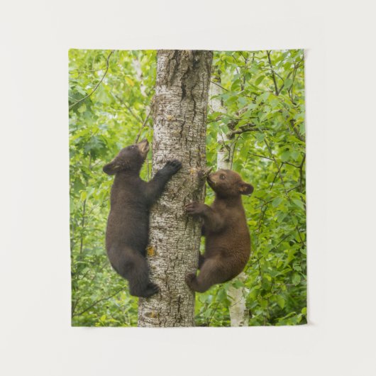 Tenture Oursons de l'ours noir grimpant à l'arbre (Devant)