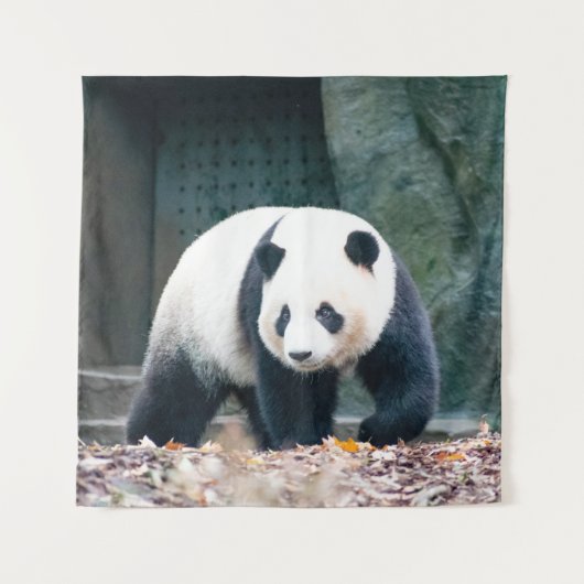 TENTURE PANDA DE MARCHE DEVANT UN BÂTIMENT EN BÉTON (Devant)