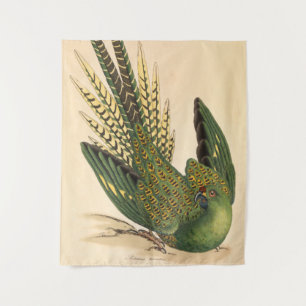 Tenture Perruche terrestre de James Sowerby, Psittacus ter