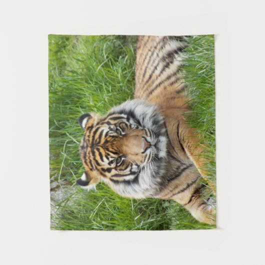 Tenture Photo Big Cat Sumatran Tiger (Devant)