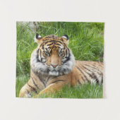 Tenture Photo Big Cat Sumatran Tiger (Devant (Horizontal))