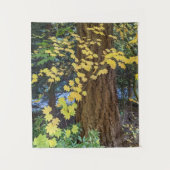 Tenture Photo Feuilles d'érable jaune et Douglas Fir (Devant)