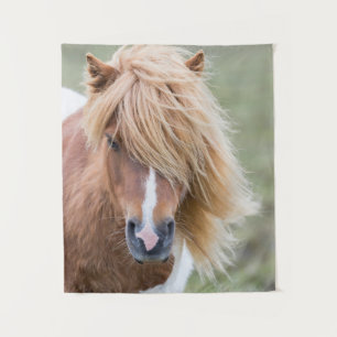 Tenture Pony Shetland sur l'île d'Unst