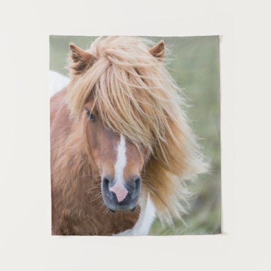 Tenture Pony Shetland sur l'île d'Unst (Devant)