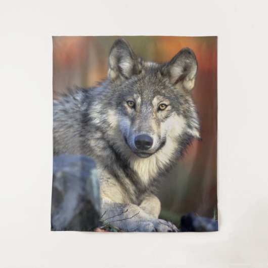 Tenture Portrait de loup étonnant (Devant)