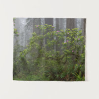 Rhododendron dans le parc national de Redwood en C