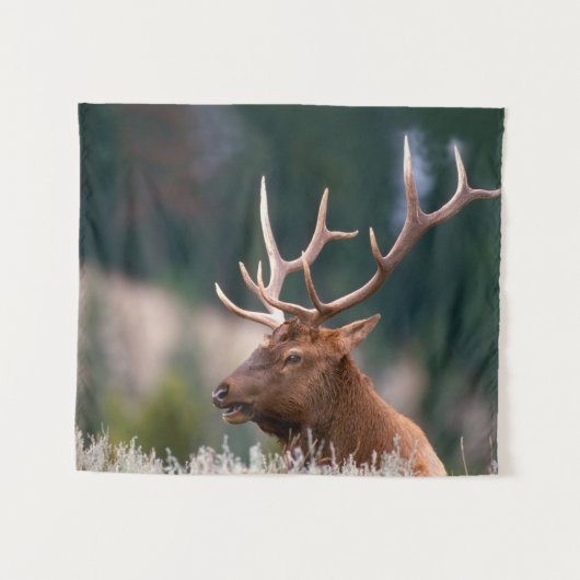 Tenture Rocky Mountain Elk Parc national de Yellowstone (Devant (Horizontal))