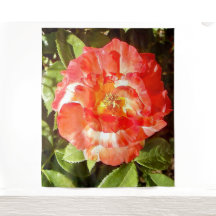 Rose du jour ensoleillé.......