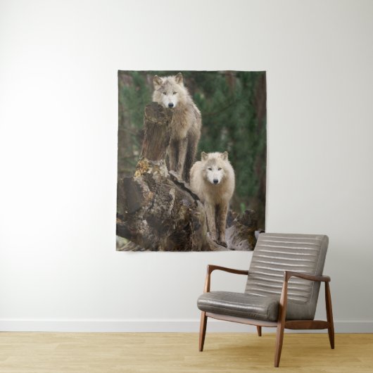 Tenture Royaume des Loups Blancs (En situation)