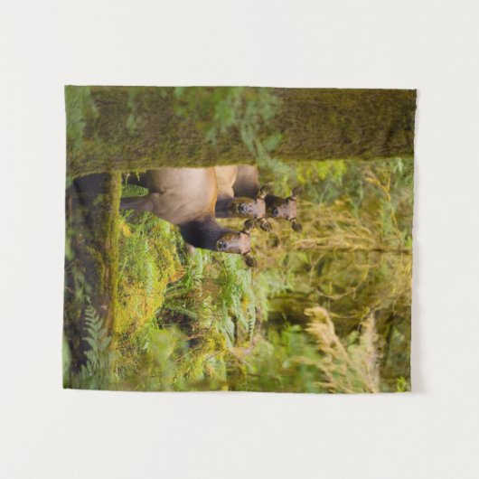 Tenture Trois Vaches De Elk Roosevelt Regardant Vue (Devant (Horizontal))